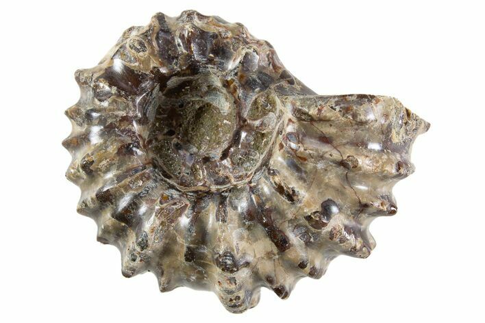 Bumpy Ammonite (Douvilleiceras) Fossil - Madagascar #343800
